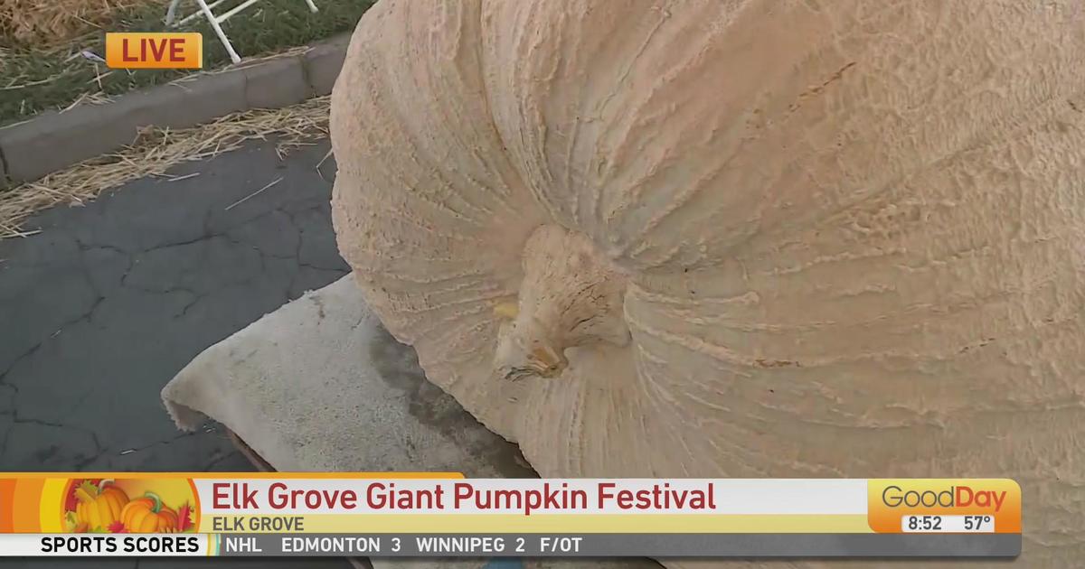 Elk Grove Giant Pumpkin Festival Good Day Sacramento