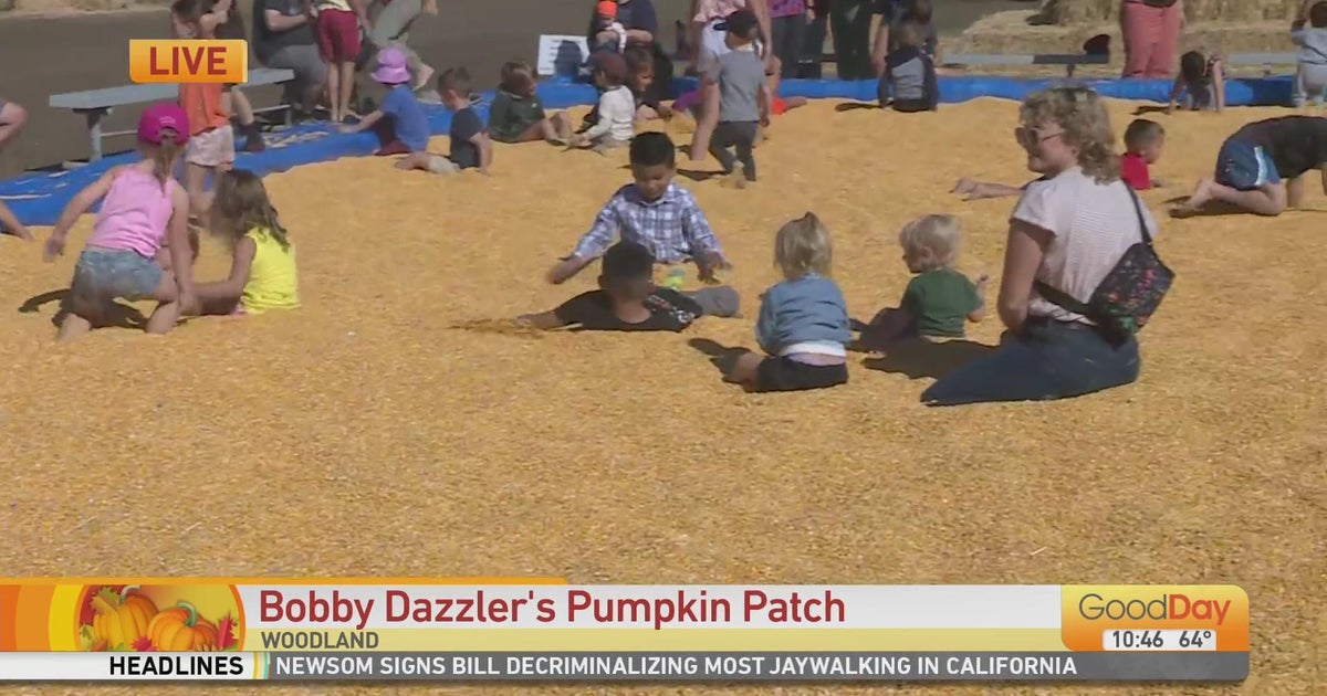 Bobby Dazzler's Pumpkin Patch, Part 2 Good Day Sacramento