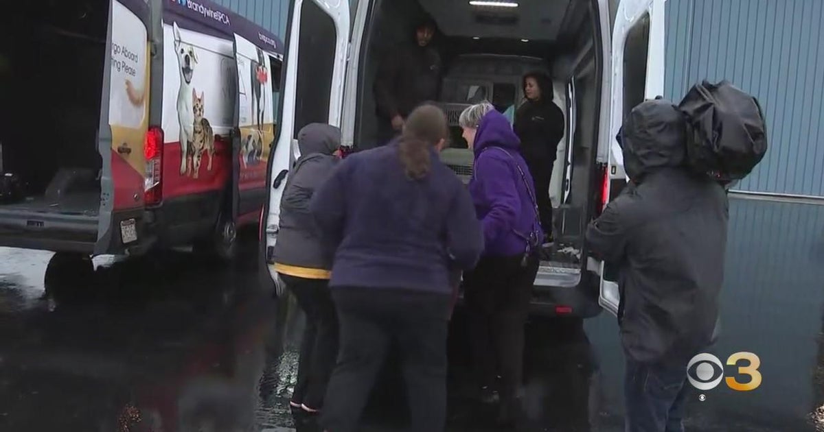 Shelter animals displaced by Hurricane Ian arrive in Delaware - CBS ...