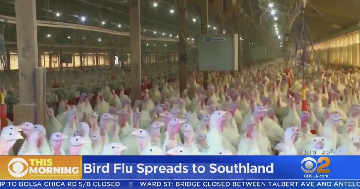 Bird flu spreads to Southern California - CBS Los Angeles