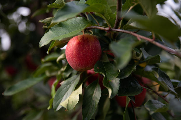 An Apple Harvest As Production Forecast To Increase 
