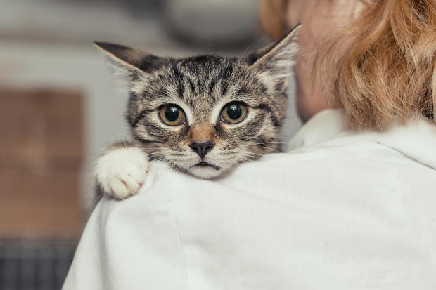 Small kitten in doctor's hands 