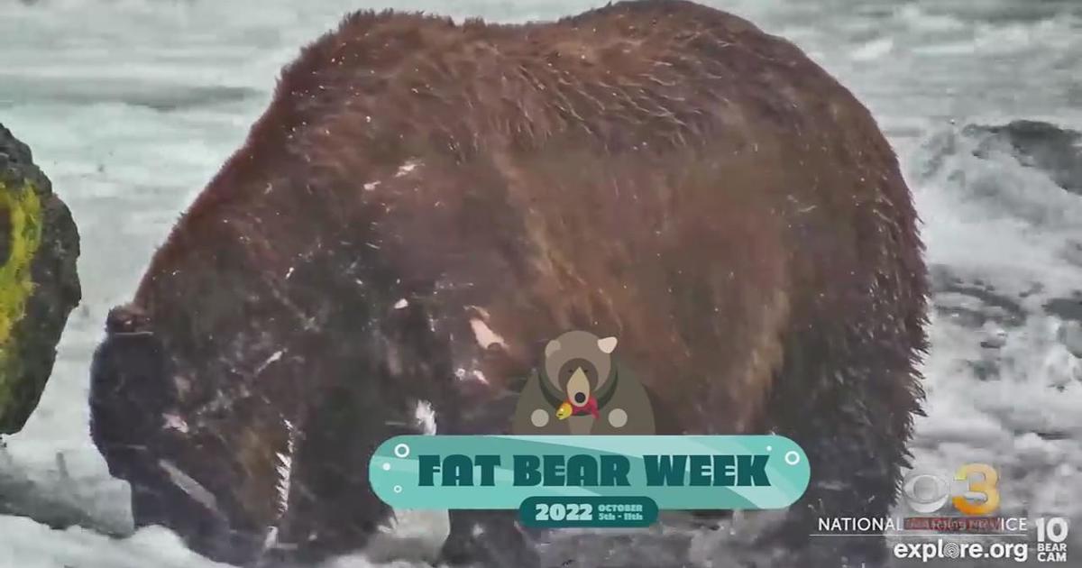 Fat Bear Week is back CBS Philadelphia