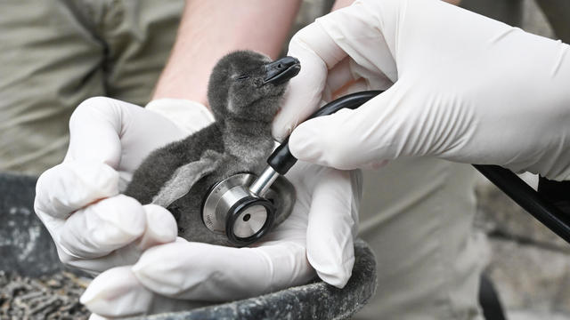 kdka national aviary african penguin chick 
