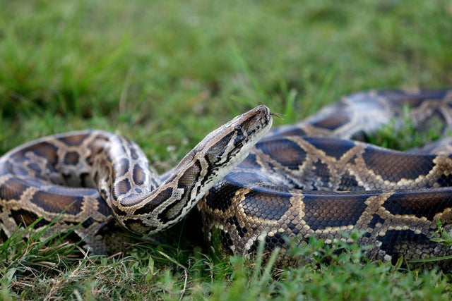 US-ENVIRONMENT-SNAKES-FLORIDA-OFFBEAT 
