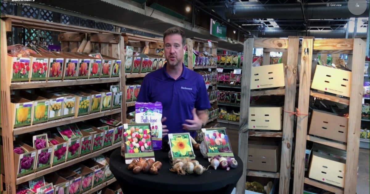 Expert tips on picking and planting fall bulbs CBS Minnesota