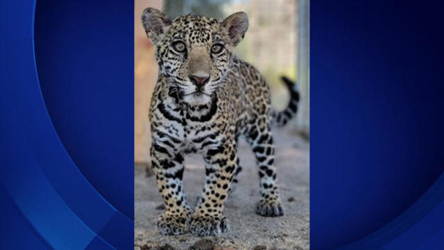 jaguar-cub.jpg 