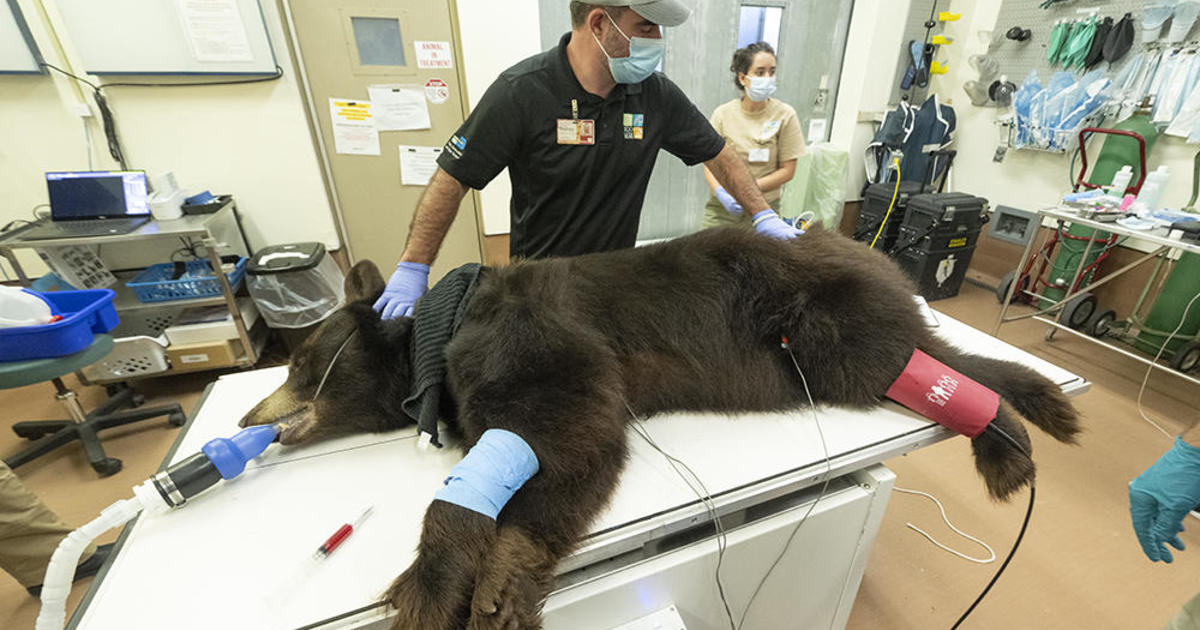 Zoo Miami black bears Laura and Libby pass their health exams - CBS Miami