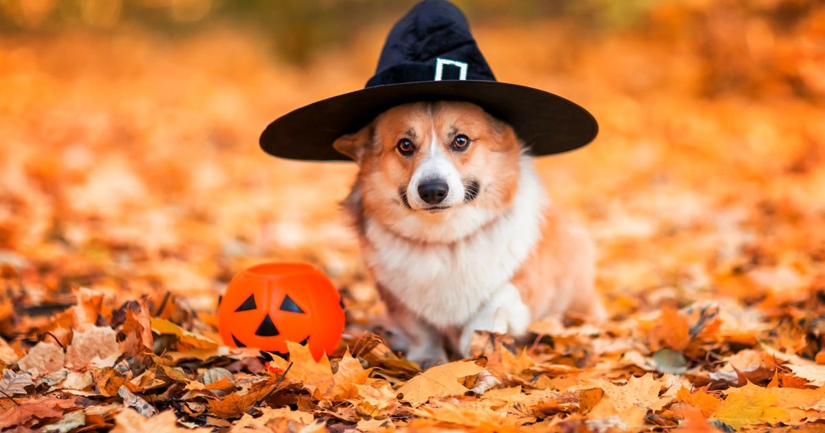 To Do List Oyster Festival, HowlOWeen Pet Parade, Harvard Square Oktoberfest CBS Boston