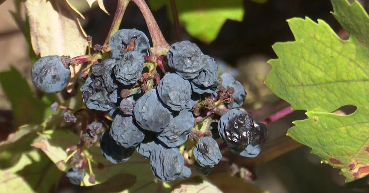 Drought, climate change forcing North Bay winemakers to adapt to new reality - CBS San Francisco
