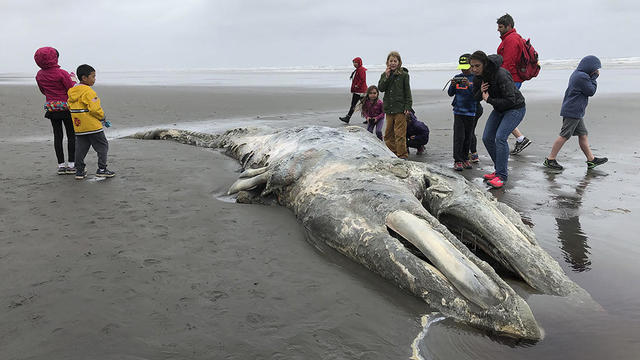 Gray Whale Carcass 