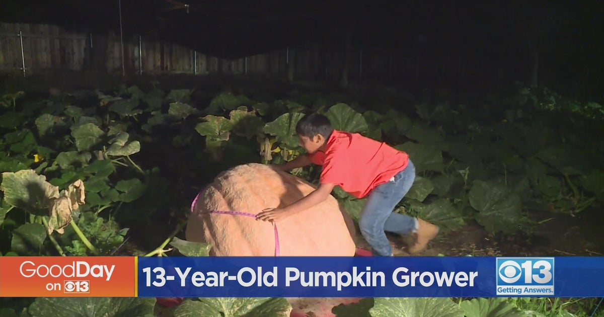 Pumpkin grown by teen for contest is about 800 pounds