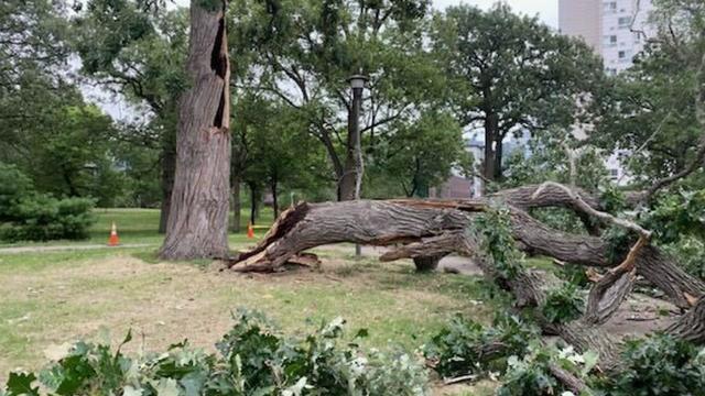 drought-tree-impact-pkg-wcco24pm.jpg 