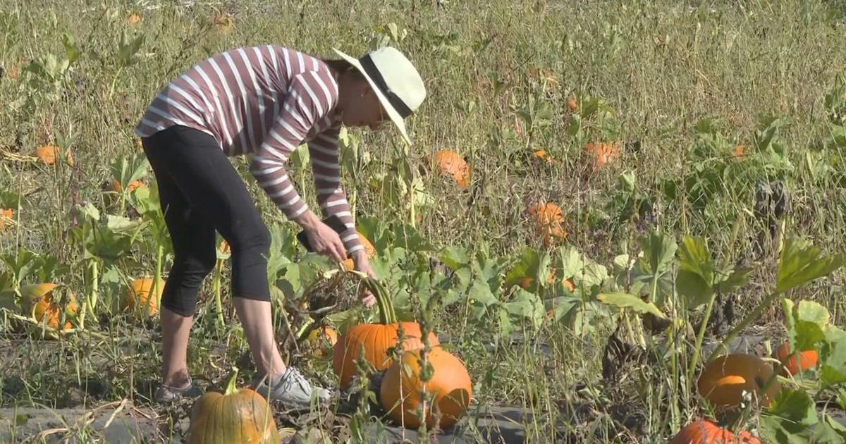 Chatfield Farms' Pumpkin Festival in full swing CBS Colorado