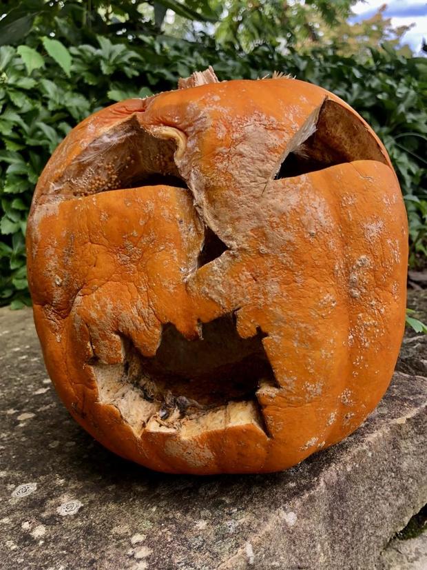 Decaying Halloween pumpkin 