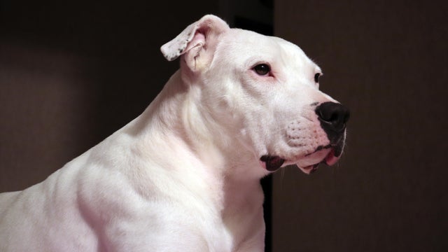 Lady Dogo Argentino 