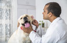 Veterinary Doctor Does Medical examination on a Yellow Labrador Retriever 