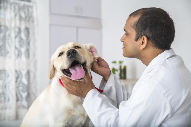 Veterinary Doctor Does Medical examination on a Yellow Labrador Retriever 