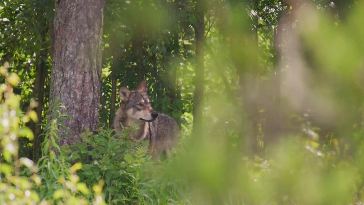 Another Colorado rancher's cattle attacked by wolves CBS Colorado