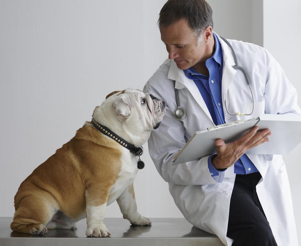 Vet And Bulldog, Patient Consultation 