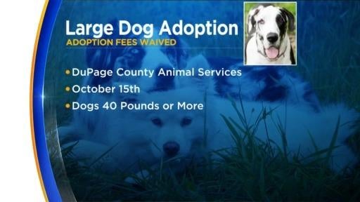 Large breed on sale dogs for adoption