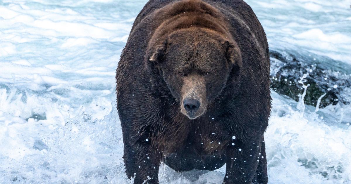 Fat Bear Week gets ready to select an Alaska national park’s favorite fattest bear