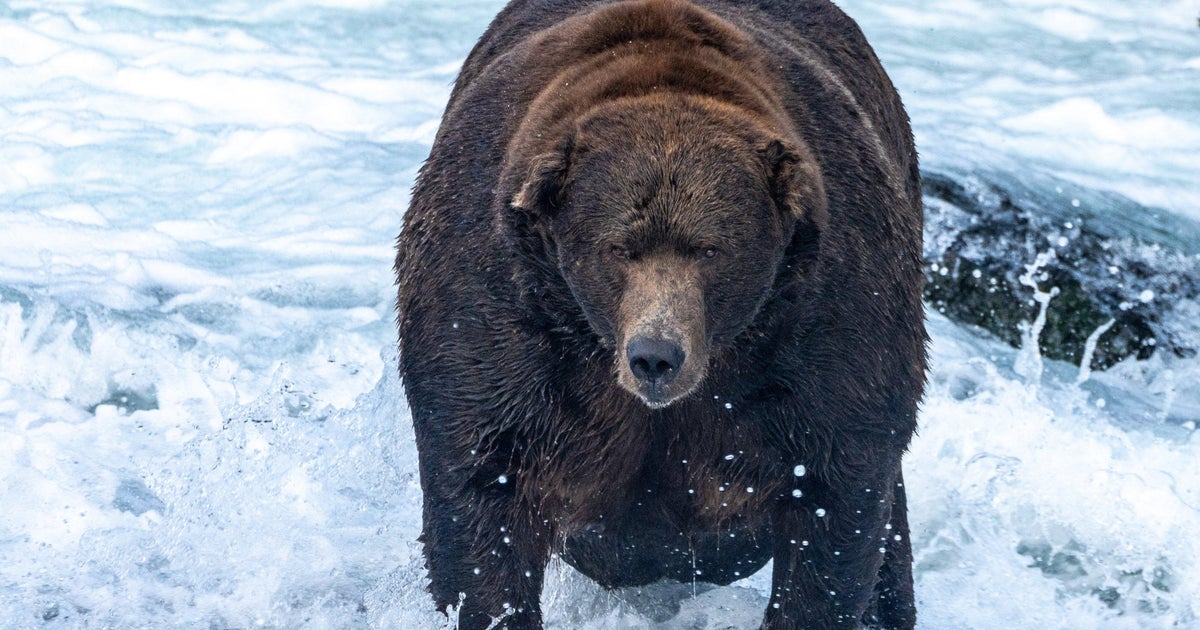 Alaska's Brown Bears