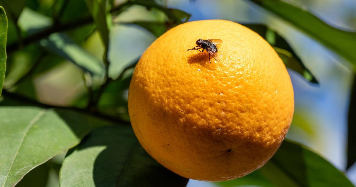 CA launches emergency treatment to remove oriental fruit flies