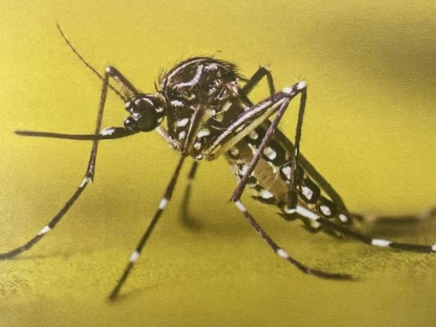 mosquito.jpg 