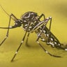 Additional invasive Aedes aegypti mosquitoes found in Antioch neighborhood 