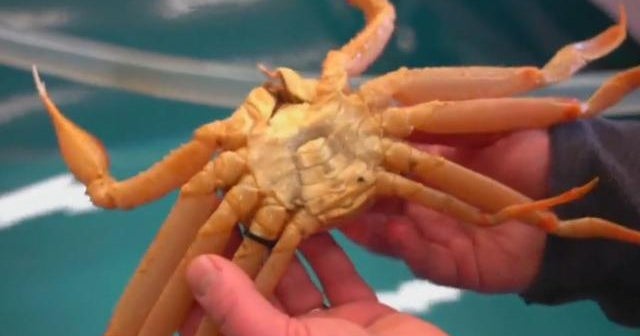 Alaska's Bering snow crab, king crab seasons canceled