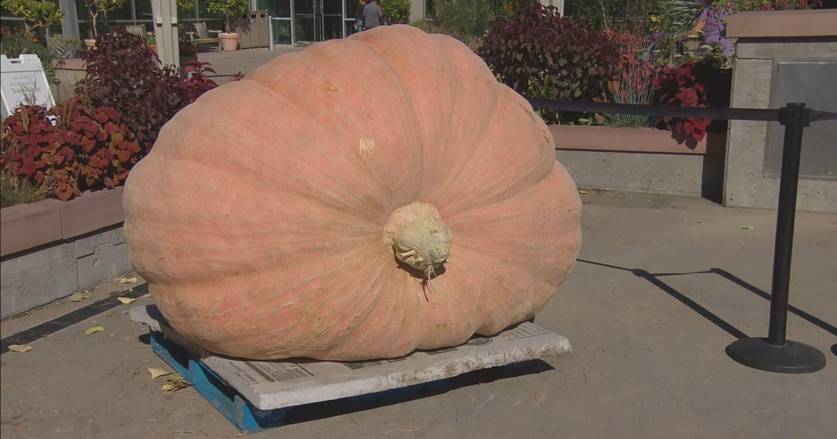 Giant gourd weighs in at 1,783 pounds; heaviest in history of Colorado