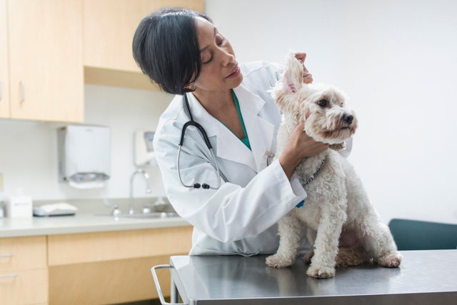 Black veterinarian examining dog ear 