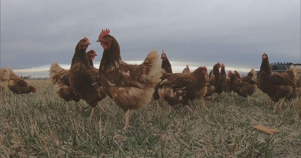 Avian influenza wipes out millions of birds in Colorado, impacting egg
