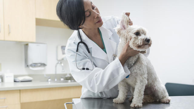 Black veterinarian examining dog ear 