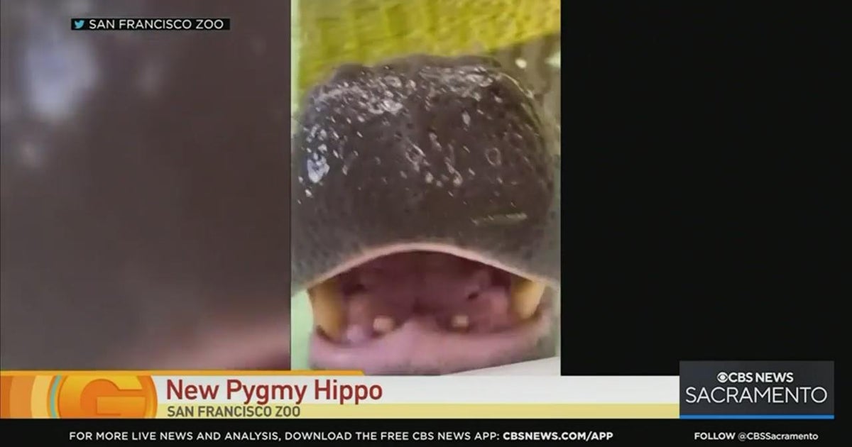 San Francisco Zoo now home to a pygmy hippo