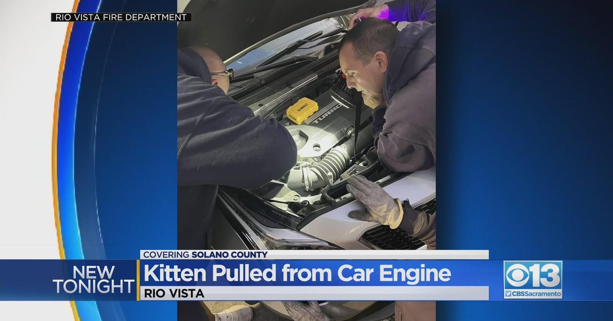 Firefighters in Rio Vista rescued a kitten from a car engine CBS