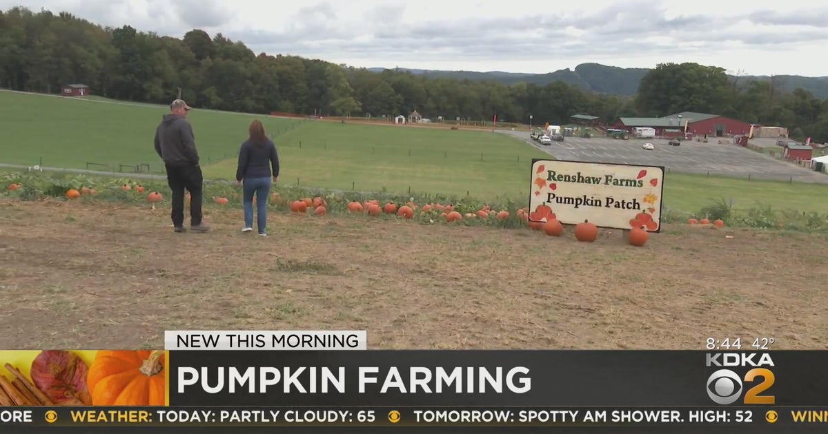 Pennsylvania one of the largest pumpkin farming states CBS Pittsburgh