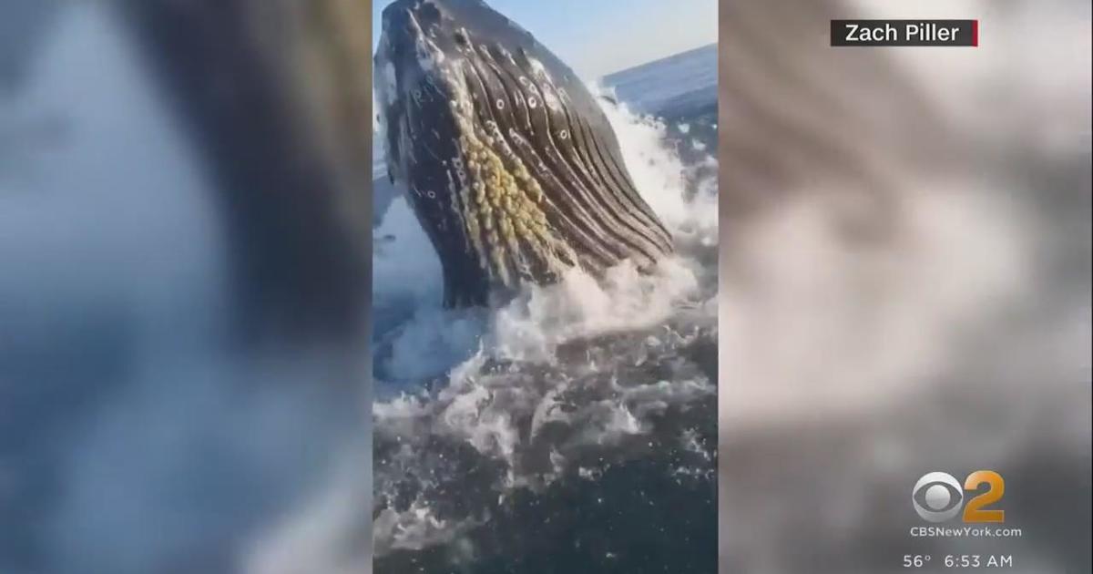 Humpback whale hits New Jersey fishermen - CBS New York