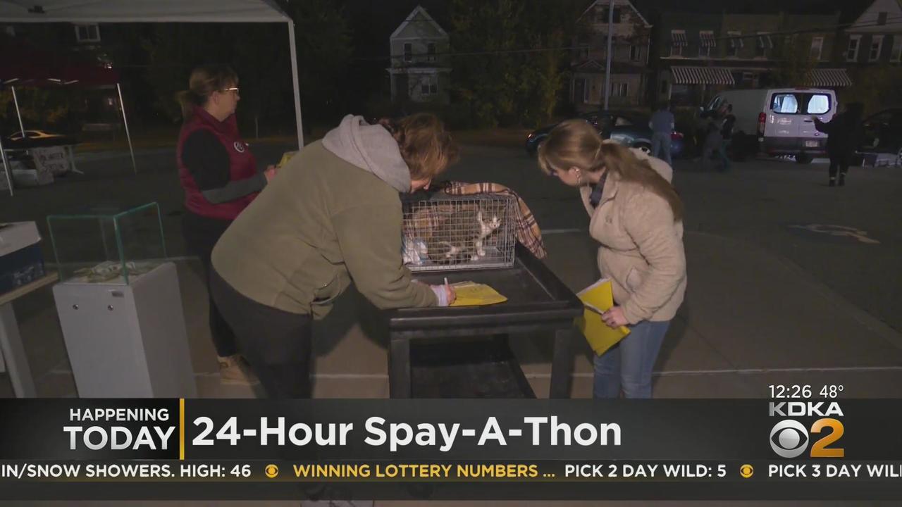 Spay-A-Thon aims to spay or neuter up to 400 cats at Humane Animal Rescue -  CBS Pittsburgh