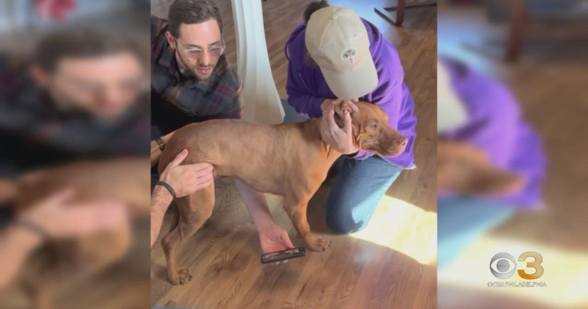 Abandoned dog gets new lease on life - CBS Philadelphia