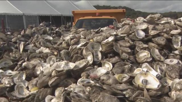 oyster-bay-discarded-oyster-shells-gusoff-1.jpg 