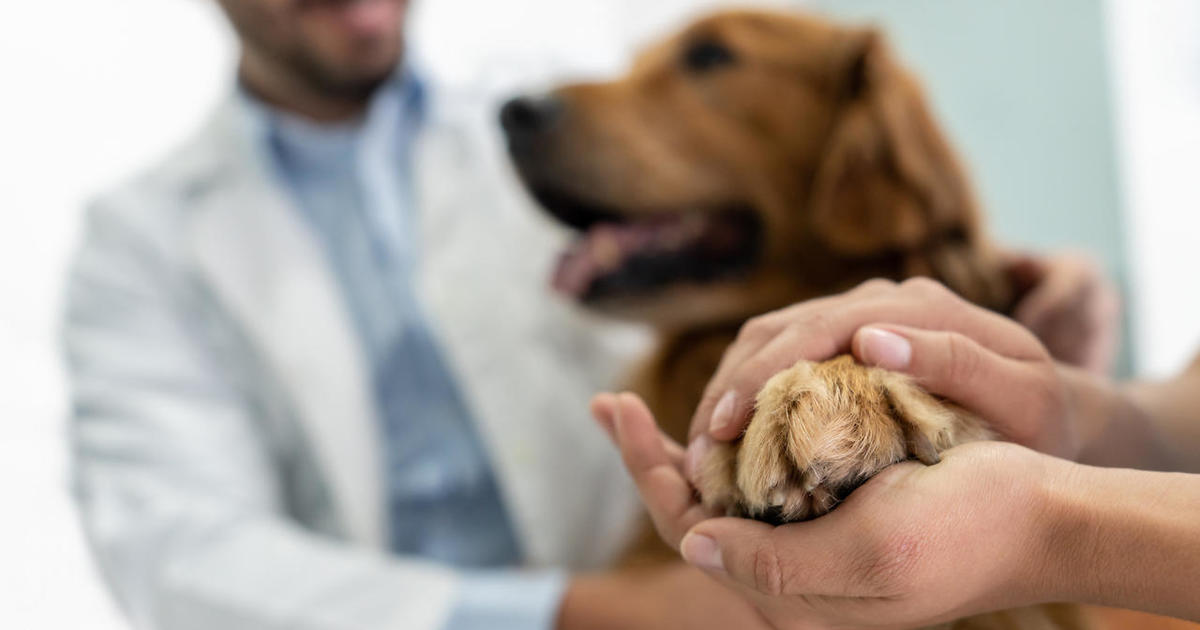 Pet insurance deductibles: what works?