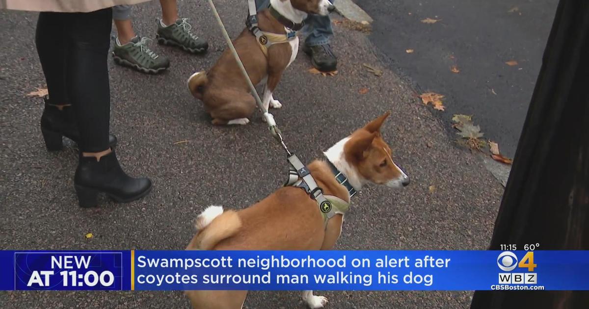 Swampscott neighborhood on alert after pack of coyotes surrounds man  walking dog - CBS Boston