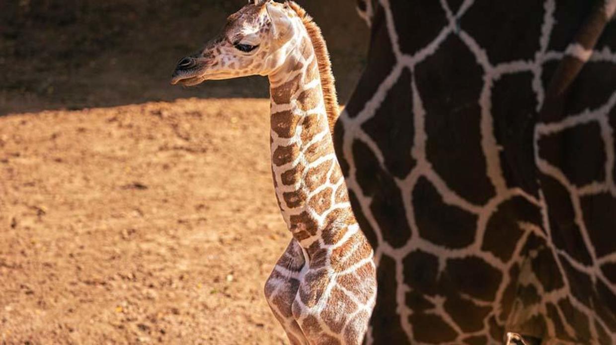 Healthy giraffe born at Dallas Zoo stands 5 feet tall, 135 pounds - CBS