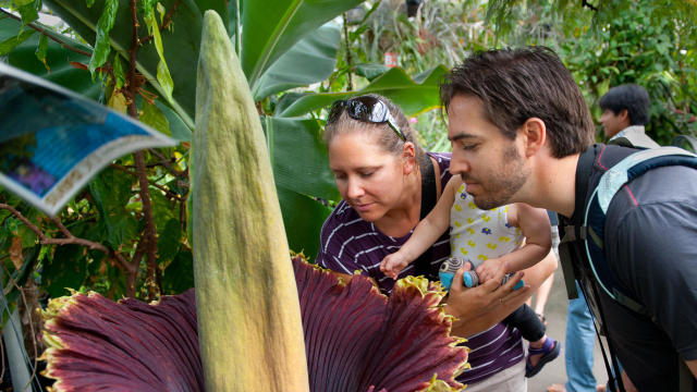 Tammy the Titan corpseflower in bloom at the UC Davis Botanical Conservatory 