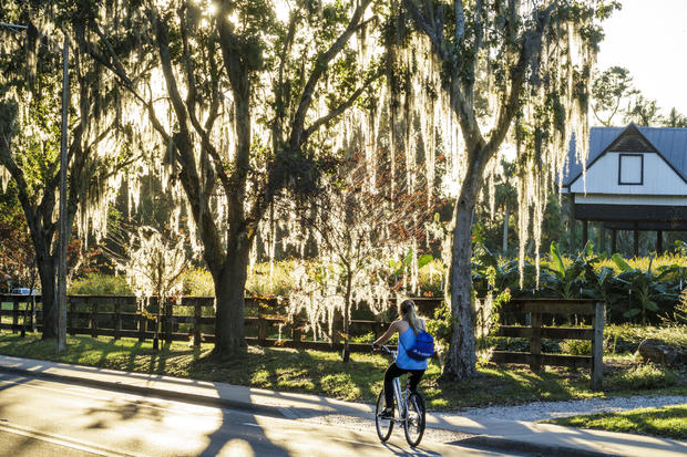University of Florida, biker on Museum Road trees with Spanish moss 