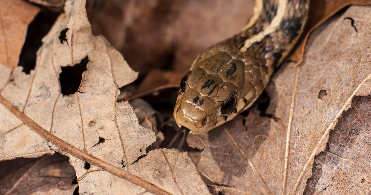 Snake discovered on United flight from Florida to New Jersey