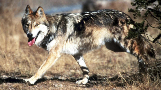 Endangered Wolves Death 