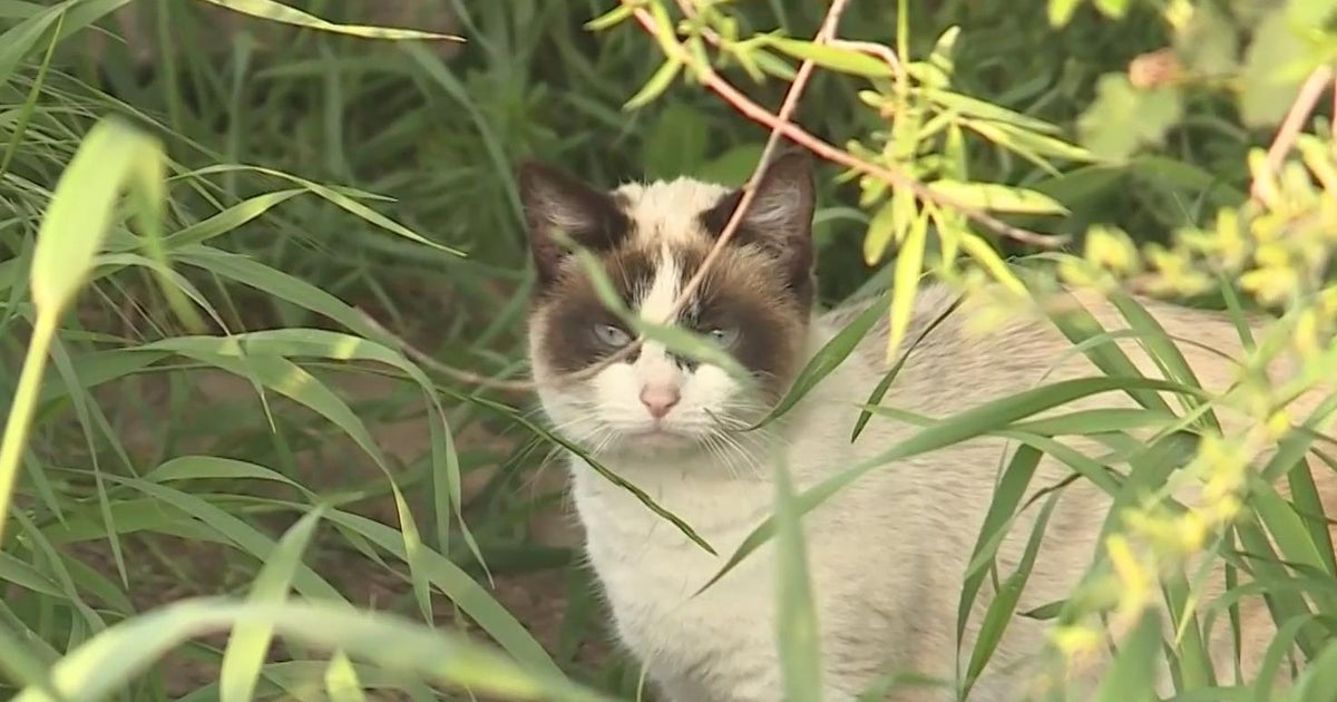 Orangevale neighbors searching for person who killed more than 12 cats